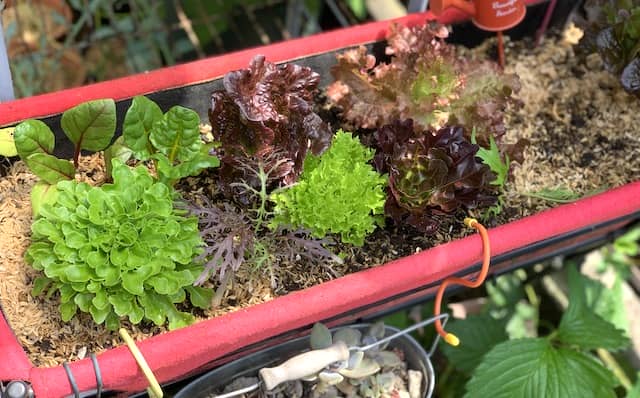 レタスなどベジトラグで育てる家庭菜園