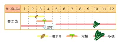 カーボロネロの栽培カレンダー