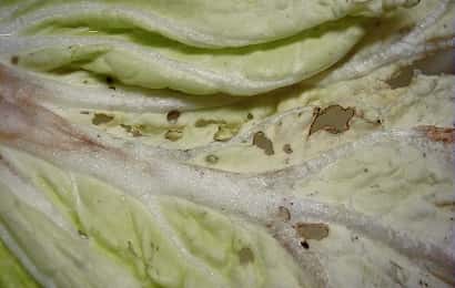 ヤサイゾウムシに食害された白菜の葉