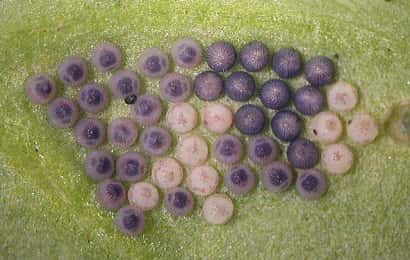 ハクサイに産み付けられたヨトウムシの卵