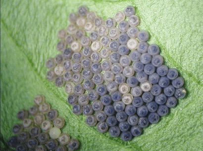 ダイコンの葉裏に集団で産み付けられたヨトウムシの卵