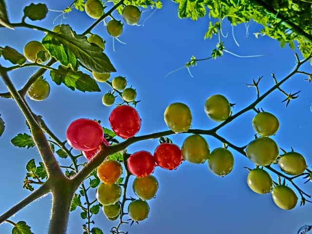 家庭菜園で育てるミニトマトは摘芯する しない 農業 ガーデニング 園芸 家庭菜園マガジン Agri Pick