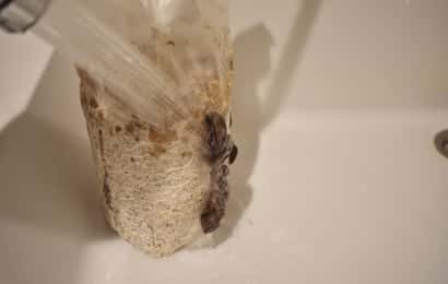 キクラゲの菌床にシャワーで水をかける