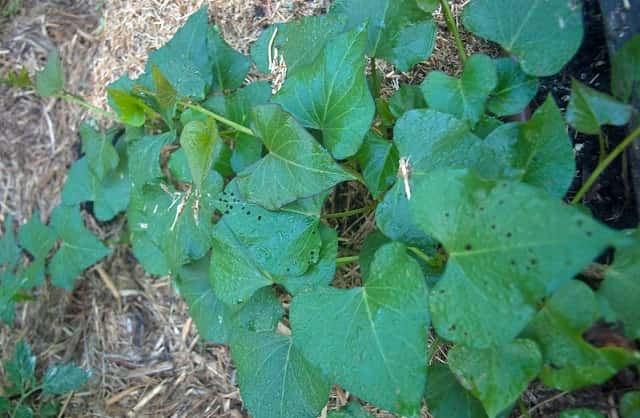 症状からわかるサツマイモの害虫 農業 ガーデニング 園芸 家庭菜園マガジン Agri Pick