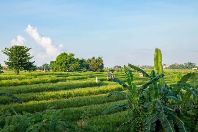 東南アジア農業風景
