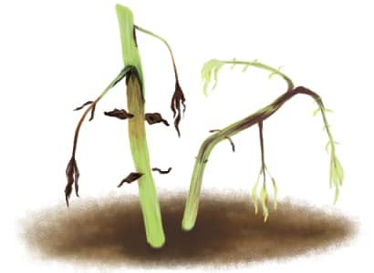 軟腐病におかされているジャガイモ茎葉　