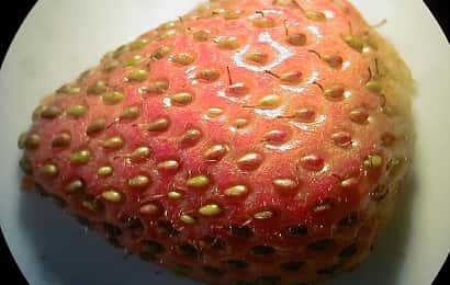 ミカンキイロアザミウマに加害されたイチゴ果実