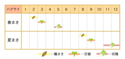 ハクサイ 栽培カレンダー