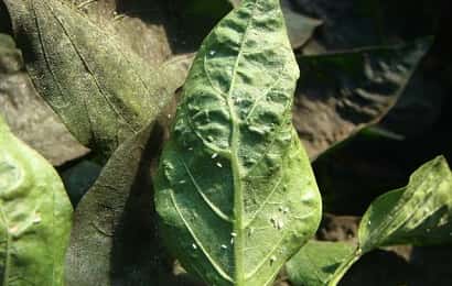 タバココナジラミに寄生されたピーマン葉