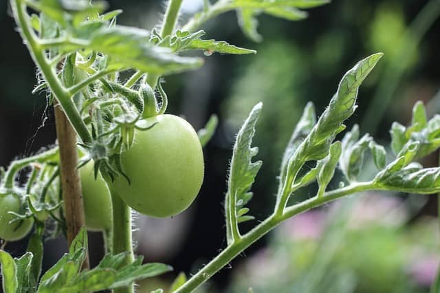 トマト ミニトマトの生育に合わせた肥料の与え方 農業 ガーデニング 園芸 家庭菜園マガジン Agri Pick