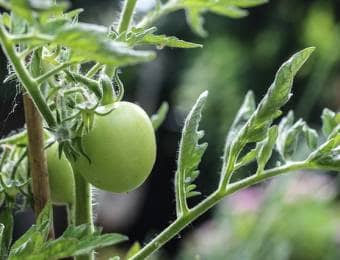 肥料が不足気味のトマト