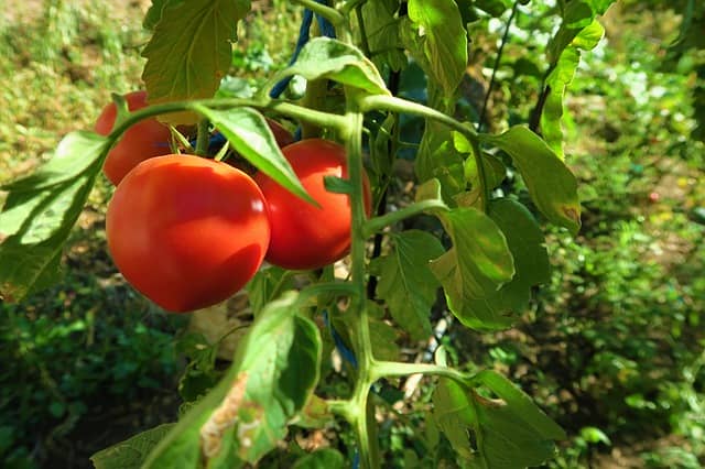 果実が真っ赤になったトマト