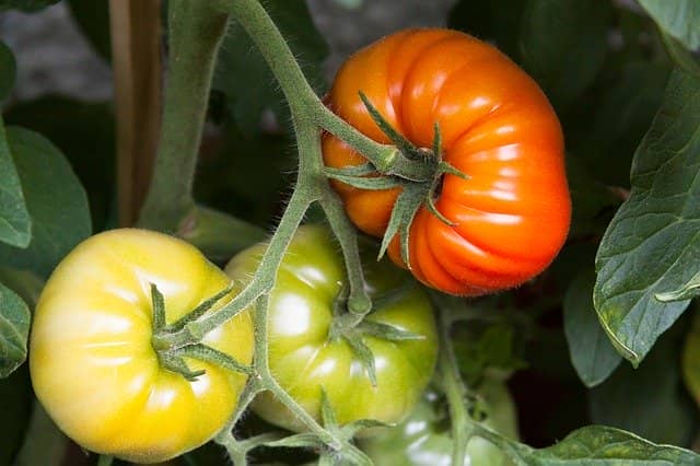 適度な葉数で生育するトマトの果実