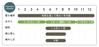 アスプレニウム 栽培カレンダー