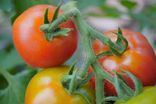 剪定はトマト栽培成功のカギ 小規模農家が実践する収量アップの秘訣 農業 ガーデニング 園芸 家庭菜園マガジン Agri Pick