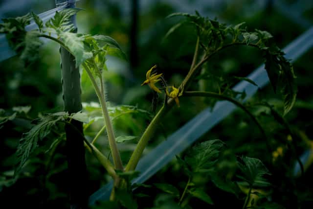 トマトを大きく育てるわき芽かきのコツ 小規模農家が実践する収量アップの秘訣 農業 ガーデニング 園芸 家庭菜園マガジン Agri Pick