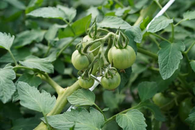 剪定はトマト栽培成功のカギ 小規模農家が実践する収量アップの秘訣 農業 ガーデニング 園芸 家庭菜園マガジン Agri Pick