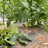 葉かきでトマトの生長を促す 小規模農家が実践する収量アップの秘訣 農業 ガーデニング 園芸 家庭菜園マガジン Agri Pick