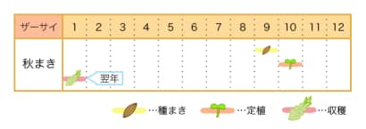 ザーサイの栽培カレンダー