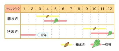 ホウレンソウ栽培カレンダー