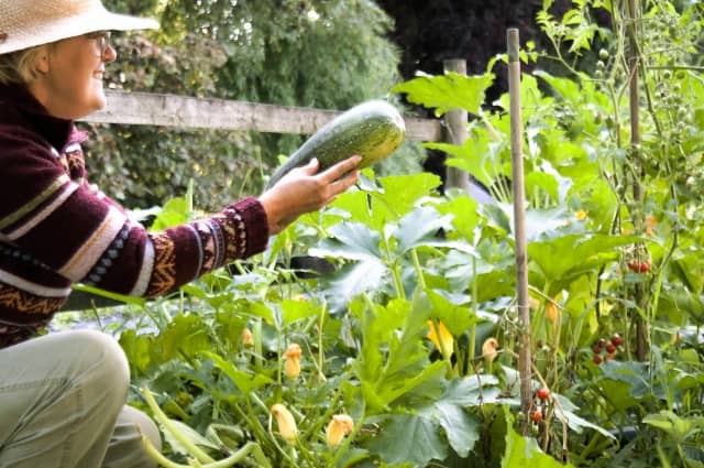 ヘチマを収穫する女性