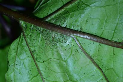 ふ化したハスモンヨトウの幼虫がナスの葉裏を食害