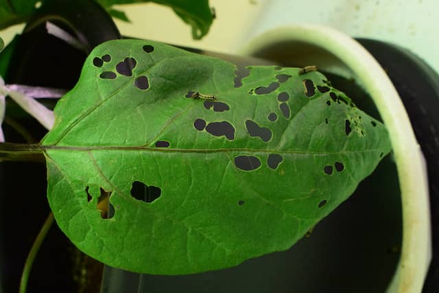 ナスの葉を食害するハスモンヨトウの幼虫