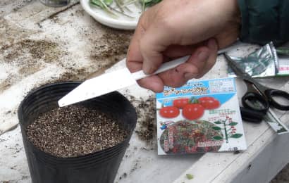 種まき機でポットにミニトマトの種をまく