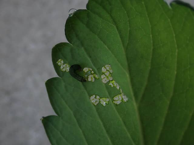 イチゴの葉を食害するハスモンヨトウの幼虫