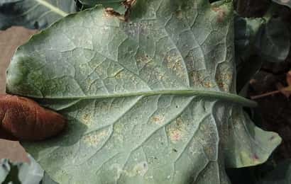ネギアザミウマに食害されたブロッコリー葉