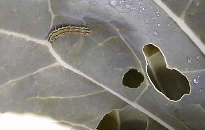 タバコガに食害されたブロッコリーの葉