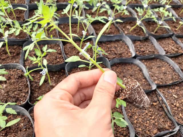 接ぎ木は優れたトマトを栽培するための知恵 小規模農家が実践する収量アップの秘訣 農業 ガーデニング 園芸 家庭菜園マガジン Agri Pick
