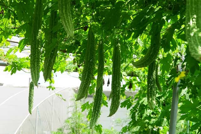 家庭菜園のプロ監修 ゴーヤの育て方 プランター栽培や緑のカーテンのコツも 農業 ガーデニング 園芸 家庭菜園マガジン Agri Pick