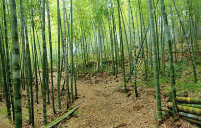 竹の子村