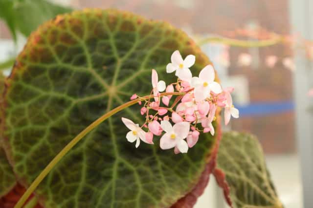 根茎性ベゴニア」の種類と育て方｜観葉植物のプロに聞く！マクラータなどの人気品種やインテリア例も紹介｜農業・ガーデニング・園芸・家庭菜園マガジン[AGRI  PICK]