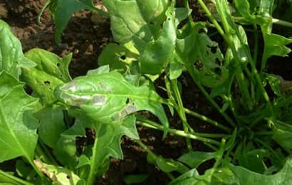 症状からわかるホウレンソウの害虫 農業 ガーデニング 園芸 家庭菜園マガジン Agri Pick