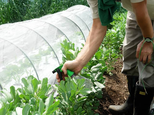 害虫忌避に効果的 簡単にできる自然農薬 ストチュー の作り方と使い方 農業 ガーデニング 園芸 家庭菜園マガジン Agri Pick