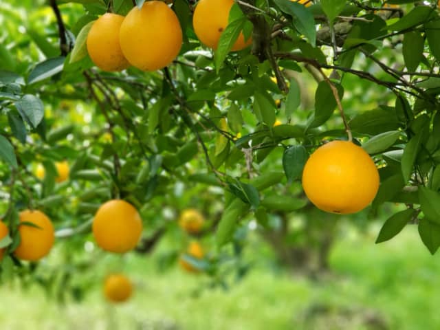 柑橘類の果樹