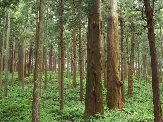 森林林業