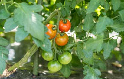 トマトの品種「フルティカ」