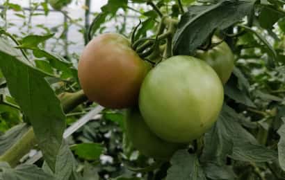 トマトの品種「りんか」409