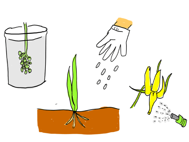 植物生育調整剤