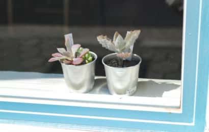 窓辺の多肉植物