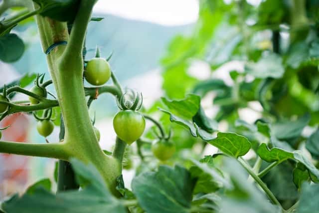 トマトの摘果は収量を左右する大事な作業 小規模農家が実践する収量アップの秘訣 農業 ガーデニング 園芸 家庭菜園マガジン Agri Pick