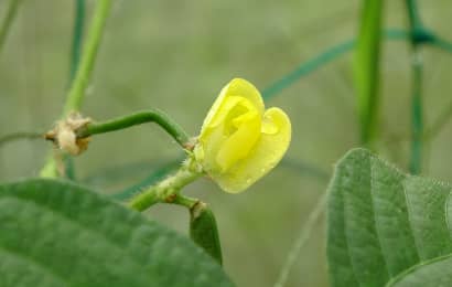 丹波大納言の黄色い花