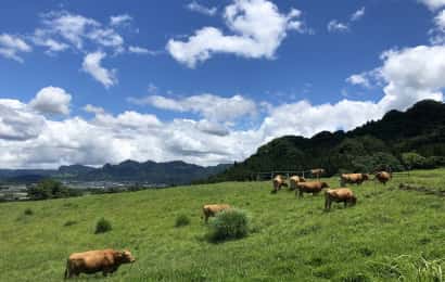 草原と牛