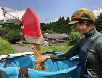 米の収穫をする女性農家