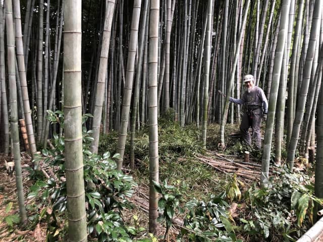 竹林で作業する人