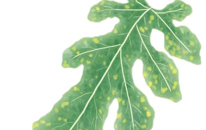 緑斑モザイク病におかされたスイカの葉　