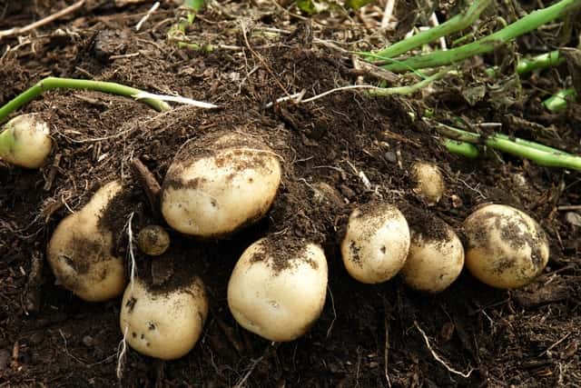 家庭菜園のプロ監修 春も秋もできる ジャガイモの栽培方法 種芋の準備や植え付け方などのコツも 農業 ガーデニング 園芸 家庭菜園マガジン Agri Pick